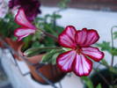 Ivy geranium Happy Face Mex (09, May 25)
