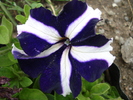Blue & White Petunia (2010, May 18)