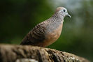 300px-Geopelia_zebra_-KL_Bird_Park-6a