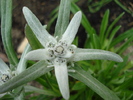 Edelweiss (2010, May 22)