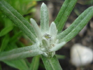Edelweiss (2010, May 23)