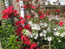 Rhododendroni 15 mai 2010 (1)