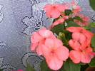 IMPATIENS