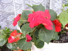 IMPATIENS