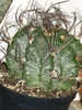 Astrophytum capricorne