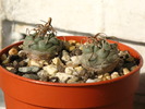 Turbinicarpus polaskii