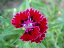 Dianthus chinensis (2010, May 24)