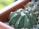 Astrophytum hybrid