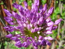 Allium Purple Sensation (2010, May 04)