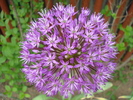 Allium Purple Sensation (2010, May 06)