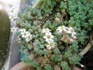 Sedum brevifolium - flori 27.05