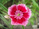 Dianthus chinensis (2010, May 28)