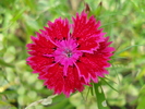 Dianthus chinensis (2010, May 30)