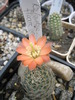 Rebutia controversata - 30.05