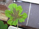 Muscata Chololade Peppermint - frunza 3 iun 2010 (2)