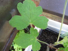 Muscata Chololade Peppermint - frunza 3 iun 2010 (3)