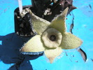 Orbea ciliata - floare