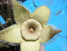 Orbea - floare
