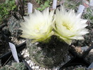 Gymnocalycium schlitzianu - 05.06