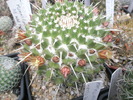 Mammillaria najapensis - 05.06