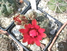 Gymnocalycium floare rosie ascutita inca nedeschisa