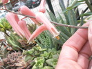 flori de Aloe descoingsii - 05.06