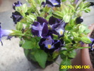 torenia