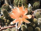 Chamaelobivia Chiara rosarancio - floare