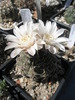 Gymnocalycium - 08.06