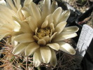 Gymnocalycium neohuberii - floare