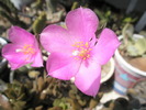 Anacampseros - flori