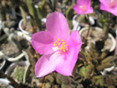 Anacampseros - floare