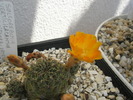 Sulcorebutia verticilacantha - 12.06