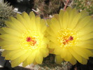 Notocactus brederoianus - flori