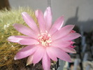 Sulcorebutia swobodae - floare