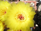 Notocactus tabularis - macro