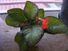 Episcia