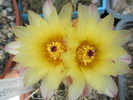 Notocactus submamulosus - flori