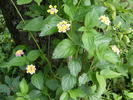 Lantana