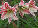 Amaryllis Happines