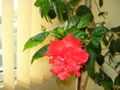 HIBISCUS