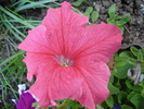 Pink Petunia (2010, May 28)