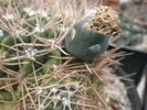 Gymnocalycium netrelianum - fruct