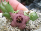 Duvalia parviflora x. Huernia sp. - 27.06