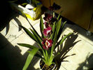 miltonia 4iulie-0076