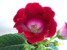 Gloxinia 15 iun 2010 (2)