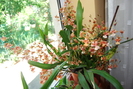 Oncidium plin de flori