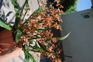 oncidium - Rosy Sunset