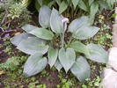 hosta