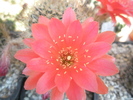 Lobivia scheliana - floare